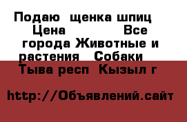 Подаю. щенка шпиц  › Цена ­ 27 000 - Все города Животные и растения » Собаки   . Тыва респ.,Кызыл г.